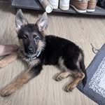 Buddy Singh - @buddy_singh_lsd - Instagram