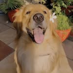 Buddy singh🐶 - @buddy_28722 - Instagram