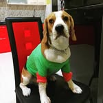 Buddy Singh - @buddysingh_thebeaglu - Instagram