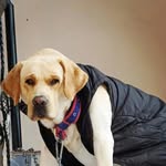 Buddy Singh - @buddythelabrador29 - Instagram