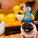Buddy_Singh - @supperpugger - Instagram
