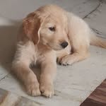Buddy Singh - @buddysinghtheretriever - Instagram