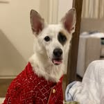 Buddy Singh 🐶 - @buddysingh_theindie - Instagram