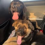 Buddy Singh & Marshall Singh - @lifeof_buddyandmarshall - Instagram