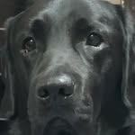 Buddy Singh Theblacklab - @buddysingh_theblacklab - Instagram