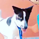 🦮BUDDY❤️SINGH🐕 - @buddy_singh_offical - Instagram