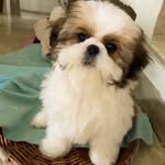 Ourlittlebuddysingh🐶🐾 - @_buddy.singh - Instagram
