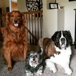 Bones☆Buddy☆Sullivan - @the_3pupskateers - Instagram
