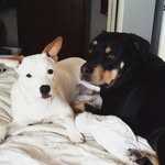 Buddy & Maggie Sullivan - @sullivanfurbabies - Instagram