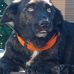 Buddy Bigdog Sullivan - Facebook