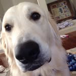 💙Buddy💙 - @buddysullivan - Instagram