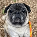 Buddy Sullivan - @buddy.thepug5 - Instagram