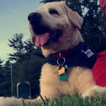 Buddy Sullivan - @buddy.sullivan - Instagram