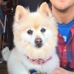 Buddy Sullivan 🐺 - @sandiegobuddy - Instagram