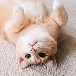 Little Buddy (Sullivan) - @littlebuddysullivan - Instagram