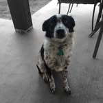 Buddy_ Thomas_ Shanks - @buddy_thomas_ - Instagram
