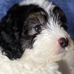 Buddy Thomas - @buddy.themaltipooo - Instagram