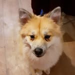 buddy thomas - @barkingbuddy123 - Instagram