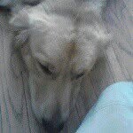 Buddy Thomas - @buddy_da_boss - Instagram