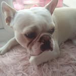 Buddy Thomas Potts - @buddy_thefrenchton - Instagram