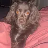SirNameless Buddy Thomas🐾 - @sirnameless.buddy - TikTok