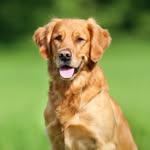 Buddy Williams - @buddythedog_antivax - Instagram