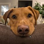 Buddy - @im_witt_buddy - Instagram