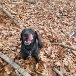 Buddy Walter Nox Wags Witt - @buddy.witt - Instagram
