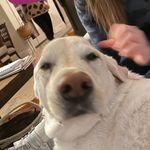buddy - @buddy.wood_fanpage - Instagram