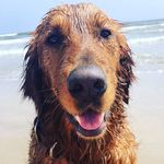 Buddy Wood - @the.goodest.boi_buddy - Instagram