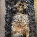 Buddy Wood - @buddythebugeyedcat - Instagram