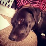 Buddy wood - @buddy_paw_2019 - Instagram