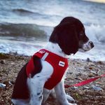 Buddy Wood - @buddycockerspaniel2020 - Instagram
