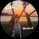 Buddy (Woodrush Unplugged) - @buddy_woodrush_unplugged - Instagram