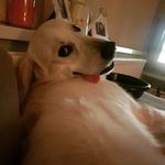 Buddy Wright - @buddy_the_white_retriever - Instagram