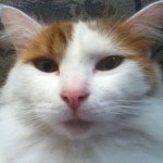 Buddy Wright - @buddy_cat_0 - Instagram