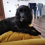 Buddy Wright - @_spanielcalledbuddy_ - Instagram