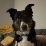 Buddy Wright🐶 - @buddy_wright19 - Instagram