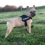 BUDDY WRIGHT 🐶💙 - @thebuddywright - Instagram