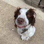 🤍Buddy Young - @buddy_the.spaniel - Instagram