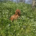 Buddy Young - @our1stpup_buddy - Instagram