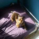 Buddy Young - @buddy_the_best_dog_never - Instagram
