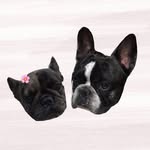 BB the frenchie - @buffbrown.frenchie - Instagram