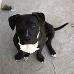 Buffy Moore - @buffythe_pitbull_slayer - Instagram