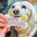 Buffy Moore - @buffythebeaglewv - Instagram