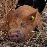Buffy Smith - @littleshedranch - Instagram