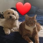 Buffy🐕Spencer🐈Finn🐈‍⬛🤍 - @3furryfriends4life - Instagram