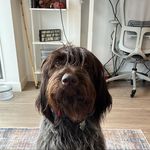 Buford T Justice - @buford_the_griff - Instagram