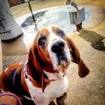 Buford T. Justice - @bufordthebassethound - Instagram