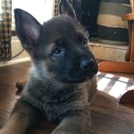 Buford T. Justice - @justice.the.shepherd - Instagram